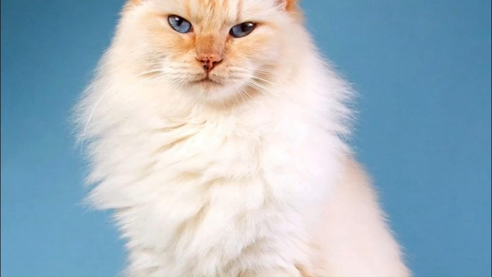 AI Pet Princess Dress-Up Effect Generator