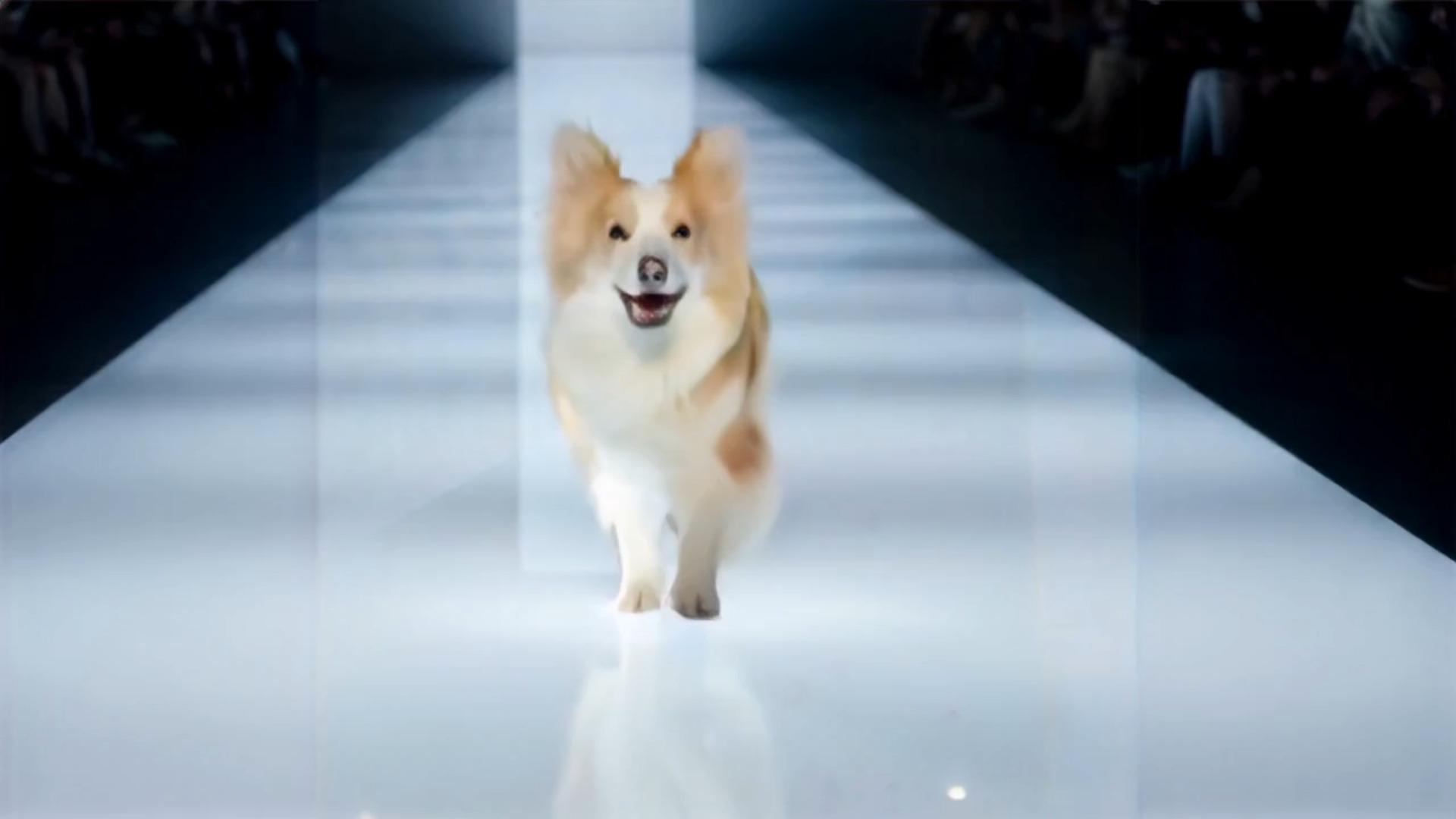 Pet Fashion Catwalk