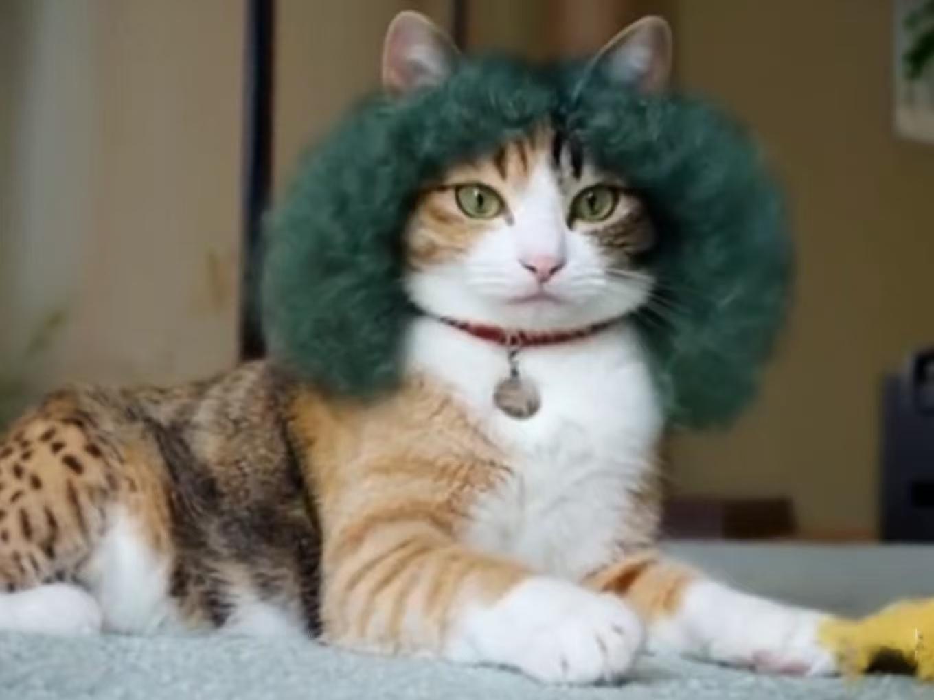 Pet Hair Hat
