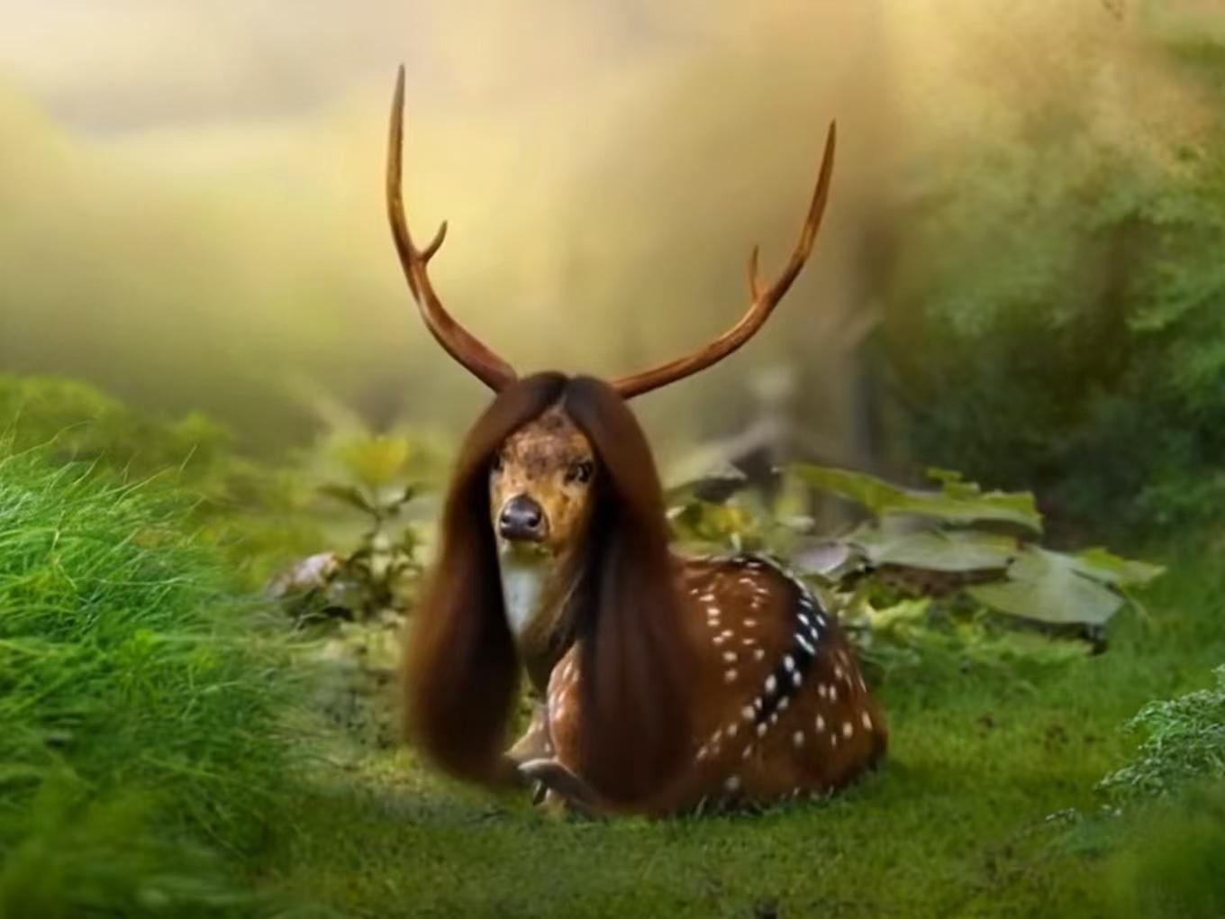 Pet Long Hair
