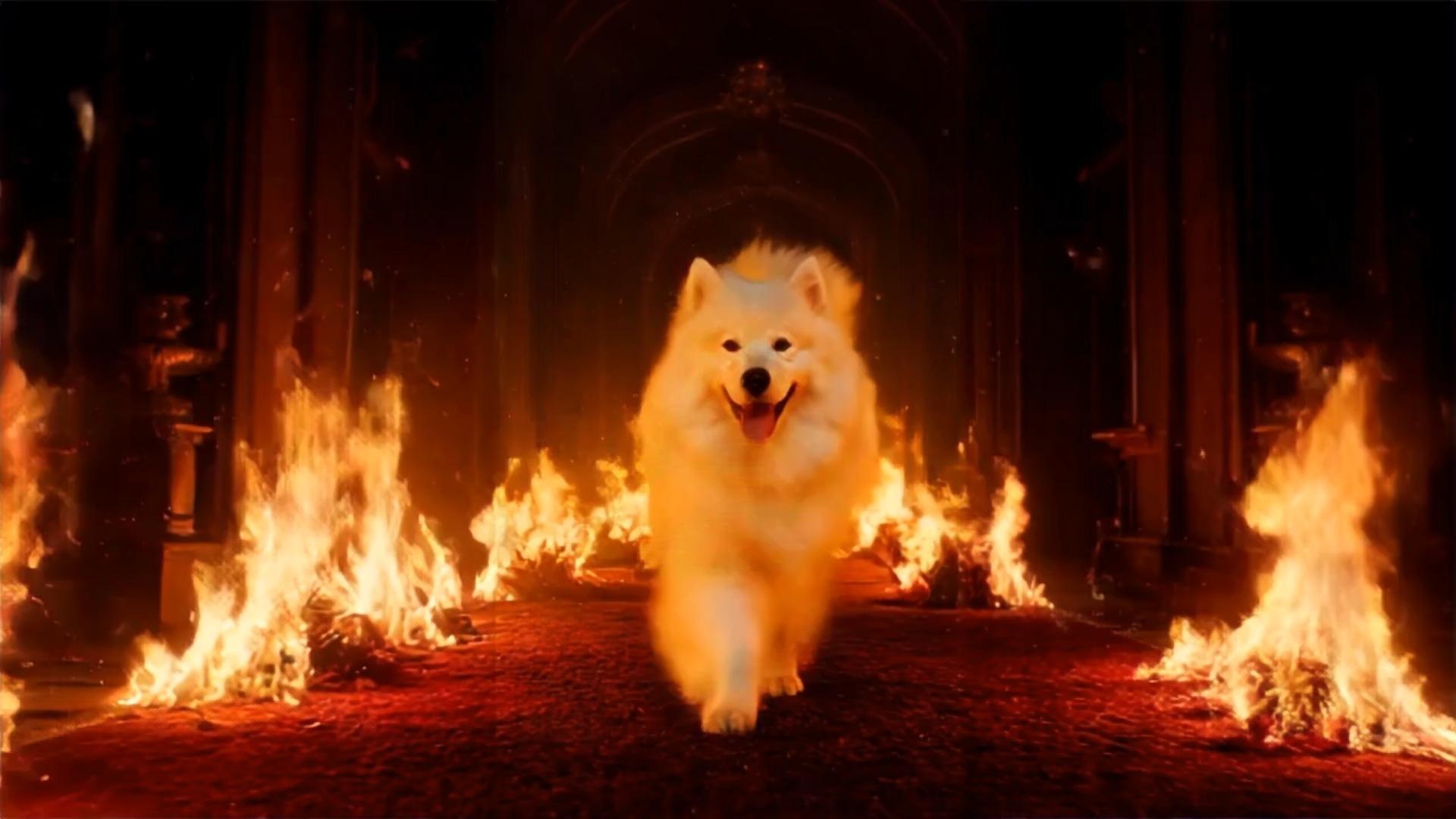 Pet Red Carpet Fire