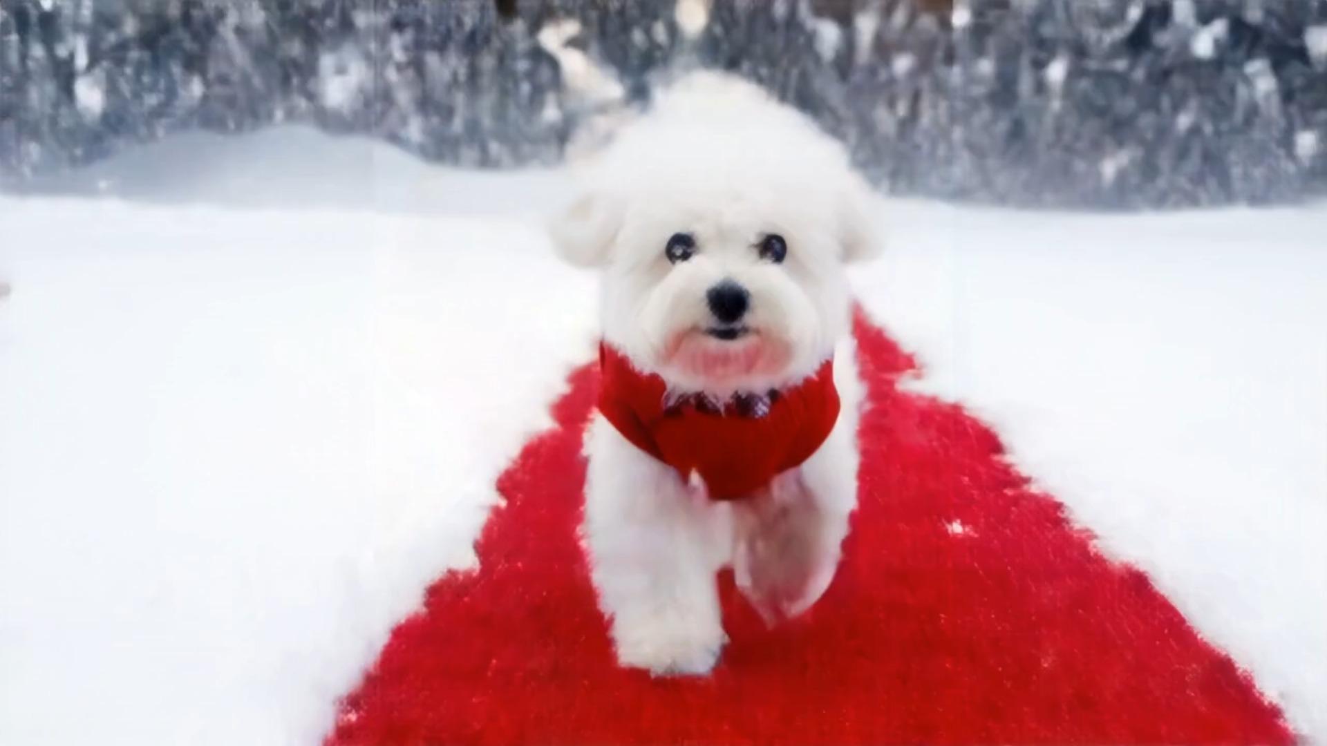 Pet Snowy Red Carpet
