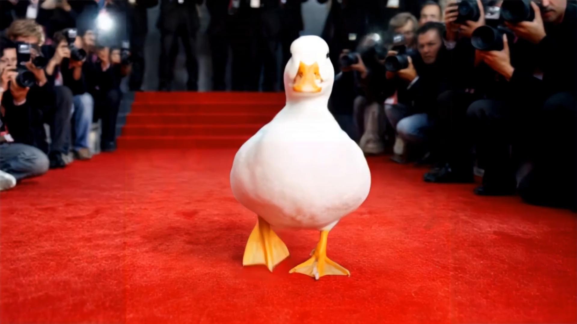 Pet Star Red Carpet